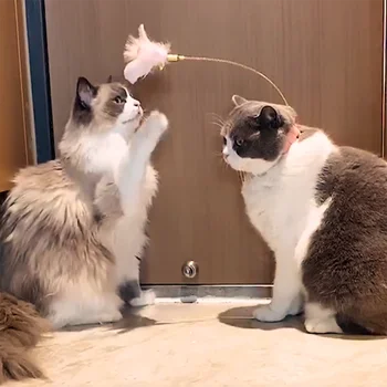 Guler de Pene Teaser Jucărie Pisica Interacțiune între Pisici
