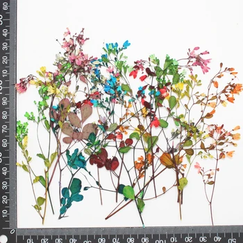 60pcs Uscate Flori Presate Ramuri de Sticlă Autocolant Rășină Bijuterii de Arta Cadru Decorare DIY Artizanat Telefon Caz Album